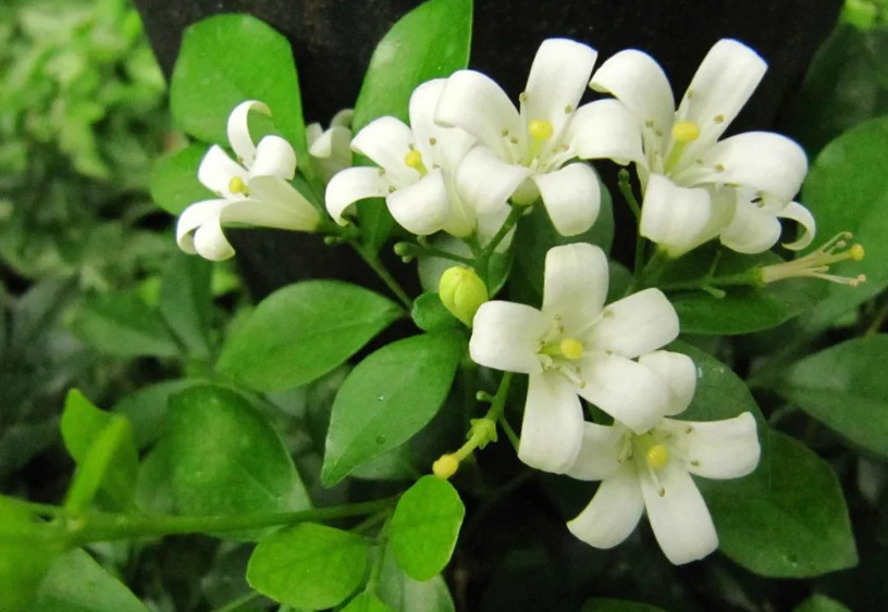 九里香怎么修剪能开花