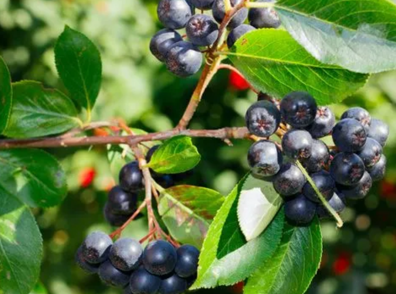 蓝莓树的种植方法