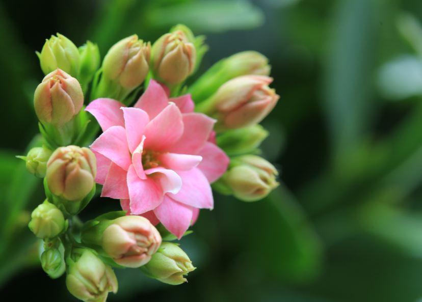 8月份长寿花可以换盆么