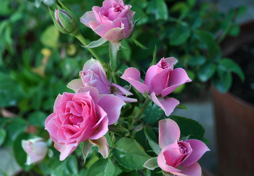 月季花用种子怎么种