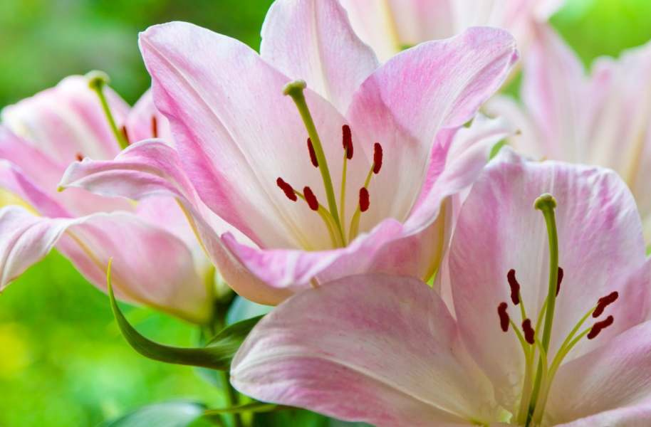 百合花的种植和养殖方法时间