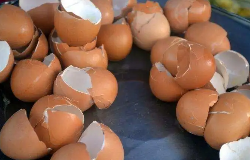 鸡蛋皮能做花肥吗怎么用