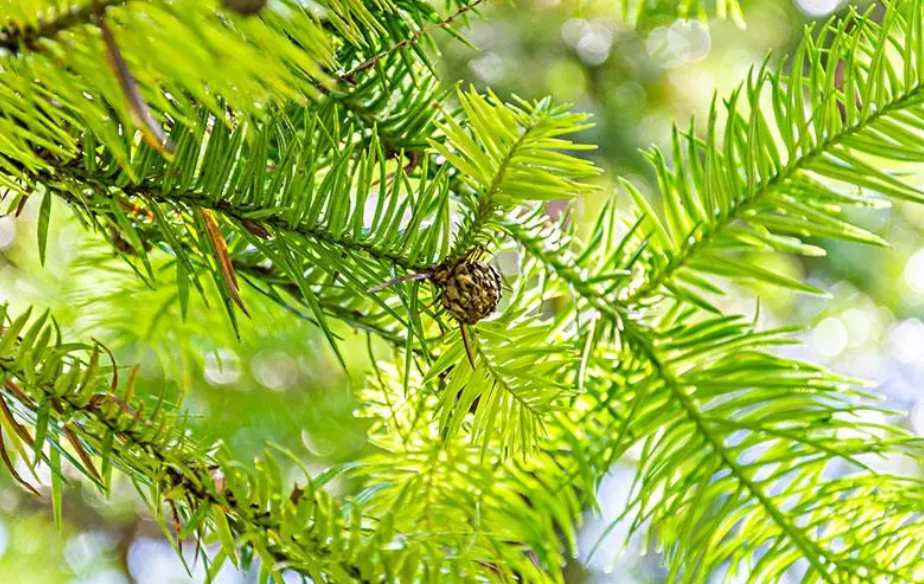 杉树种植标准距离是多少