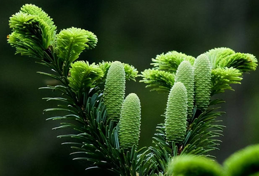 哪种植物和松树有一样的特点