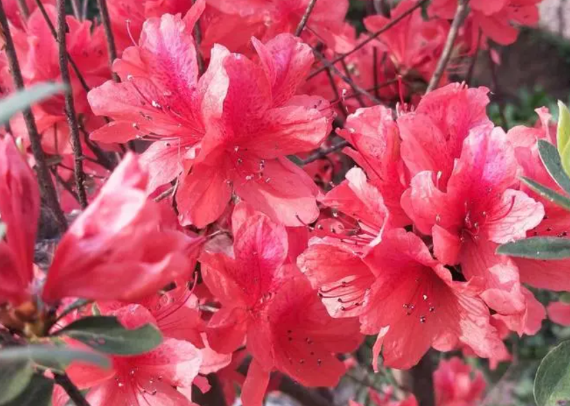 杜鹃花可以剪枝吗?啥时候剪合适