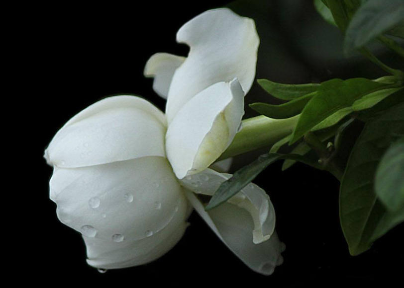 栀子花的养法和它的特点