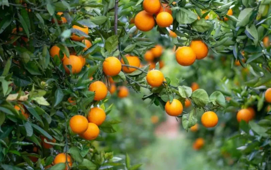 广东种什么果树最好