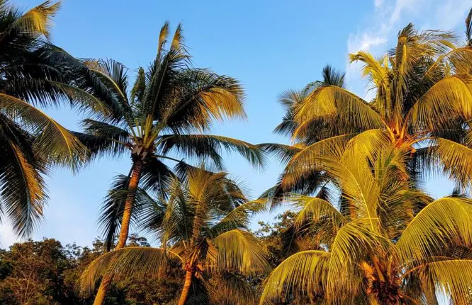 椰子树多少度会冻死