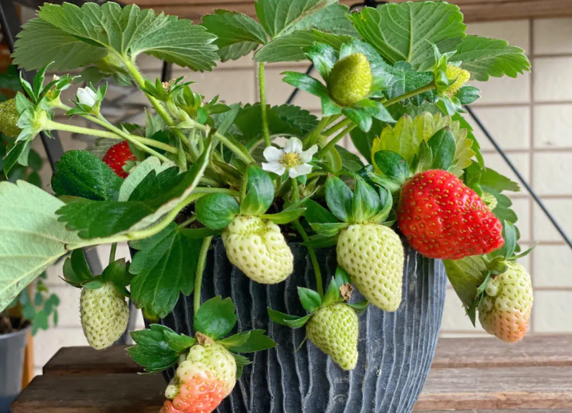 草莓花盆养殖方法