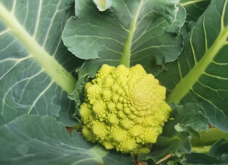 花菜的株距和行距