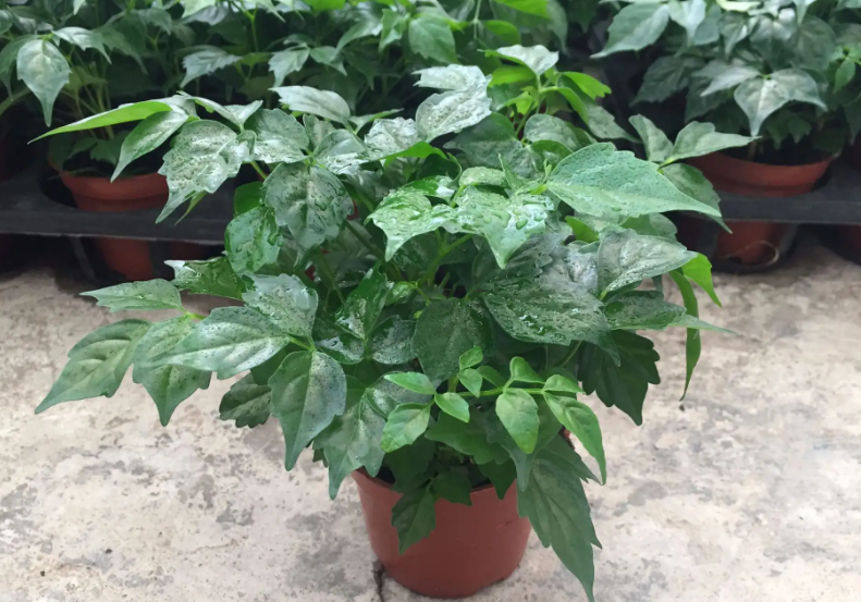 富贵树多久浇一次水合适