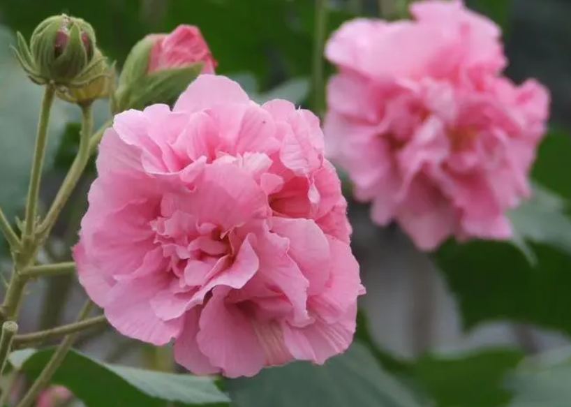 芙蓉花谢了怎么样修剪