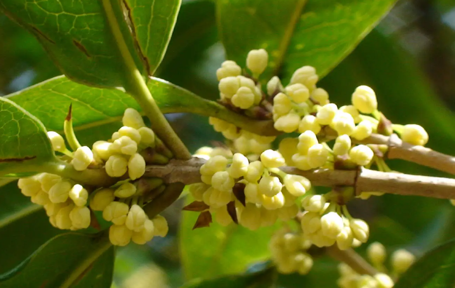 桂花种子什么时候种最合适