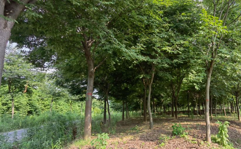 榉树生长速度和特性