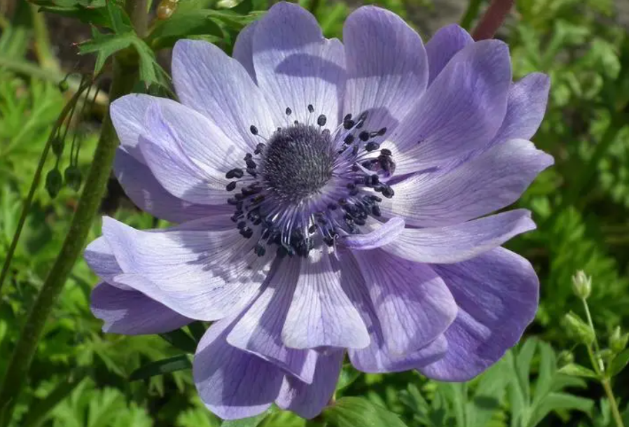 银莲花种子是什么样子的