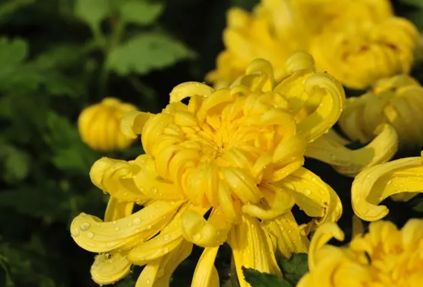 菊花烂根了怎么办