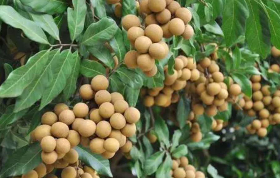 桂圆树适合在哪些地方种植