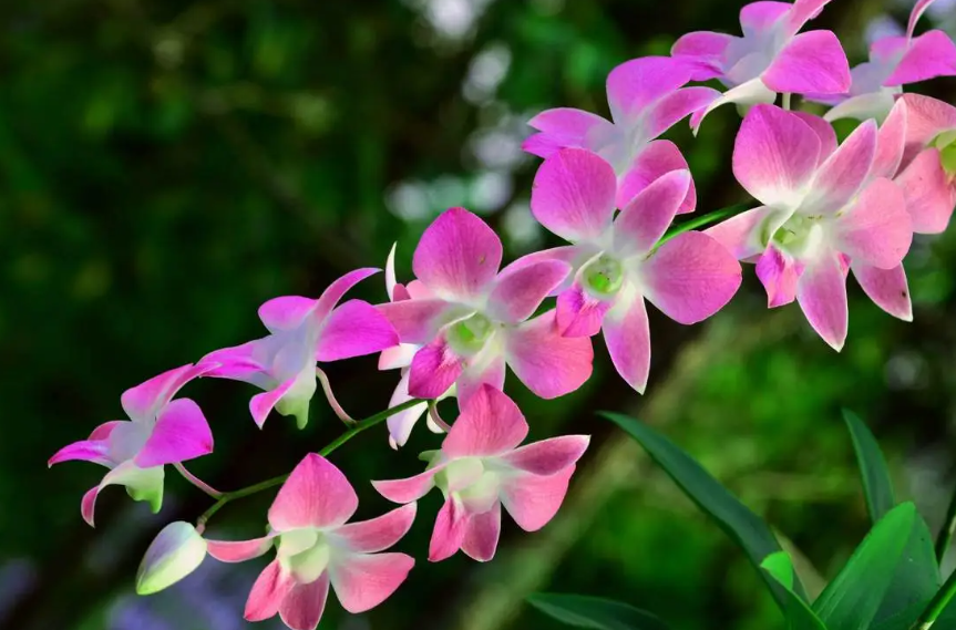 兰花怎样浇水才能浇透