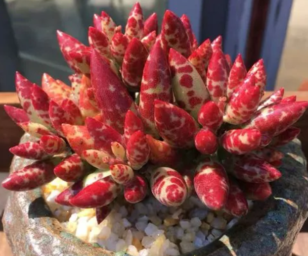 多肉梅花鹿怎么养