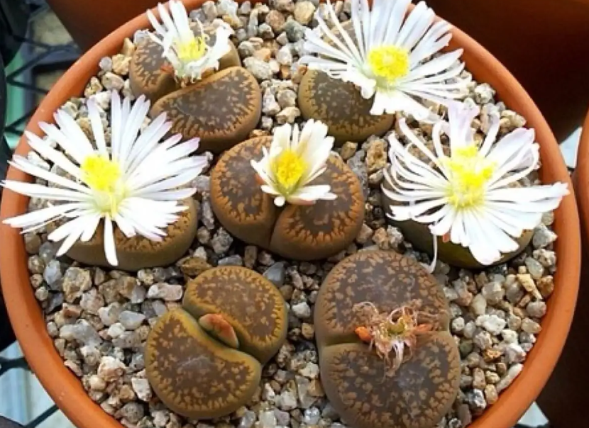 生石花分株的方法