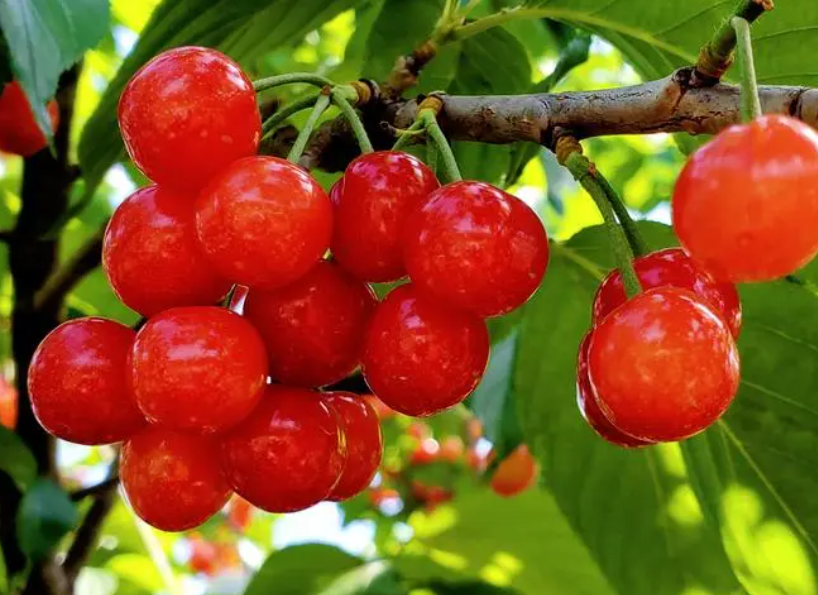 樱桃树上可以嫁接什么果树