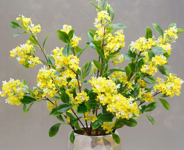 桂花枝水培能生根吗