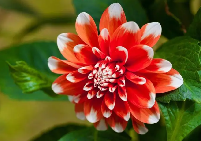 大丽花的寓意和象征