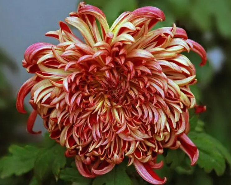 院子里种菊花吉利吗