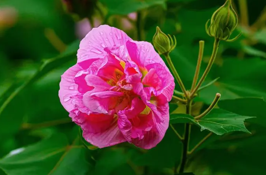 喜欢芙蓉花的原因