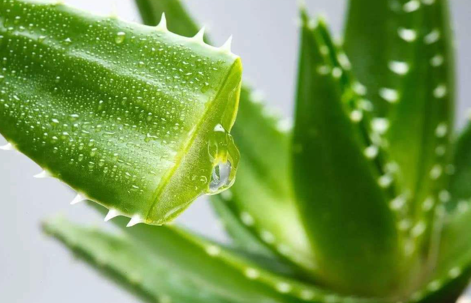 芦荟用什么花盆装