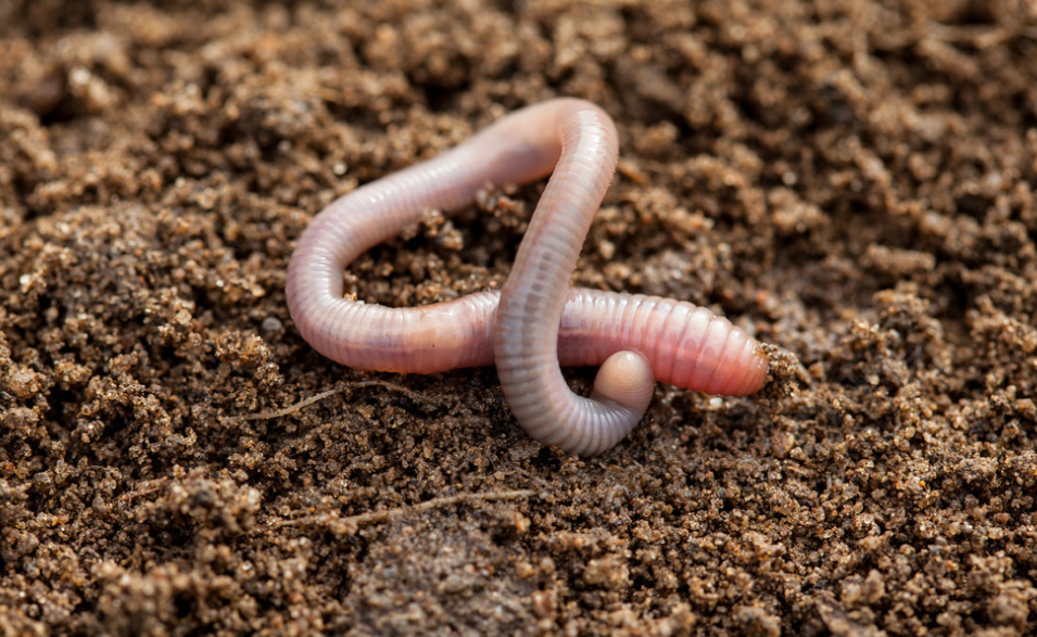 有蚯蚓的土壤能种花吗