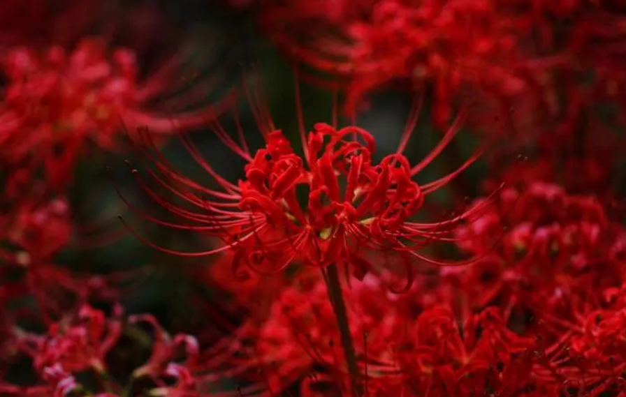 彼岸花养殖注意事项