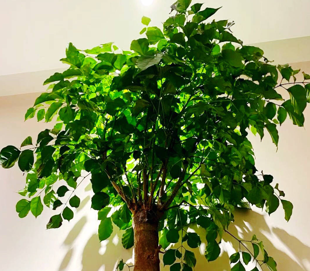 幸福树浇水过多造成的影响