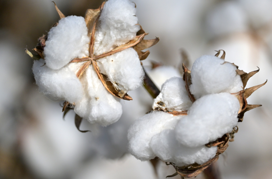 采棉花什么时候开始收割