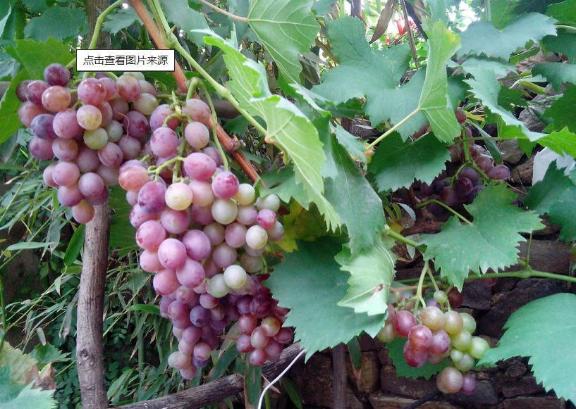 葡萄树几月份施肥最好