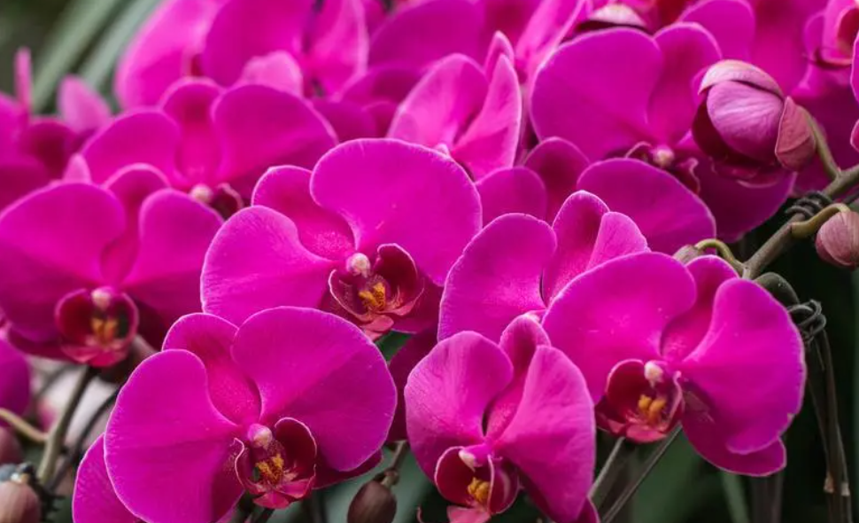 兰花初入门养什么品种