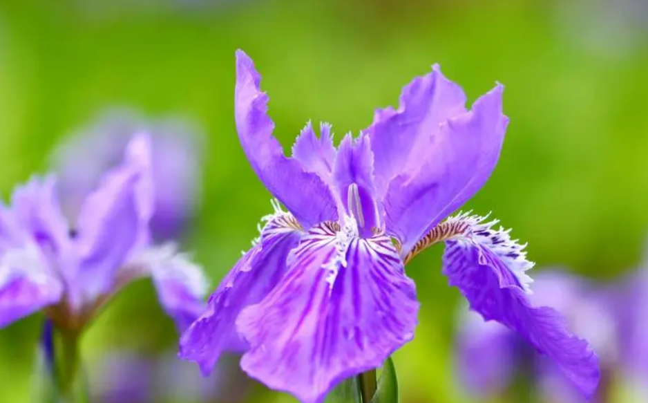 鸢尾花能在室内养吗