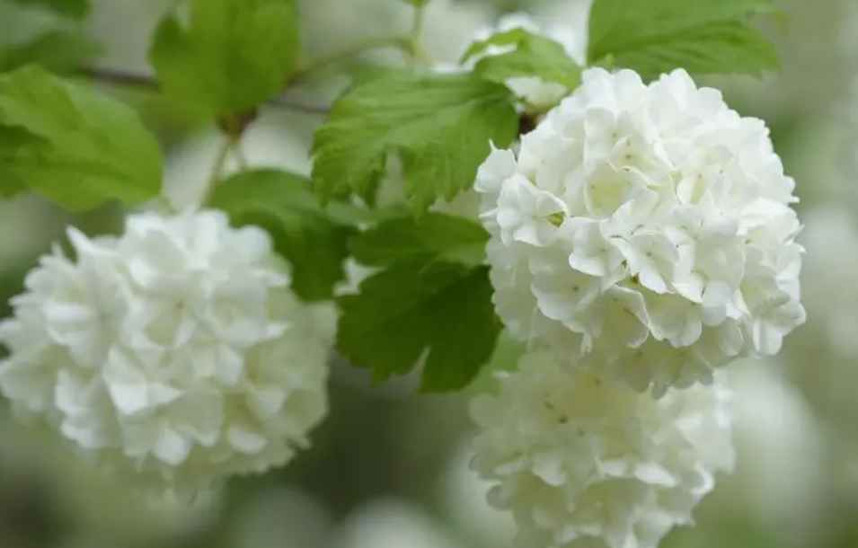 白色绣球花无尽夏