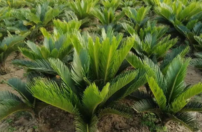 铁树种子种植大头朝上