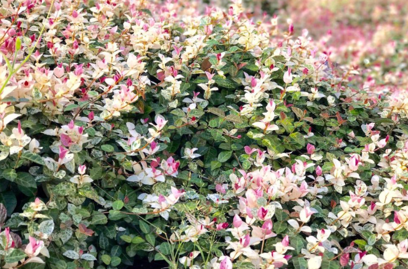 花叶络石的风水好不好