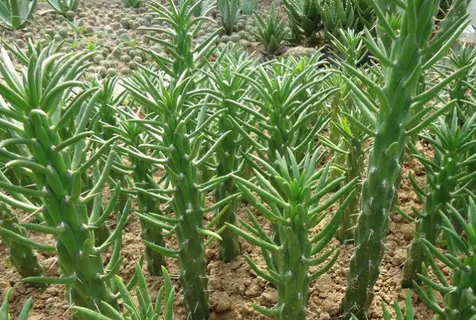 将军柱养多久能开花