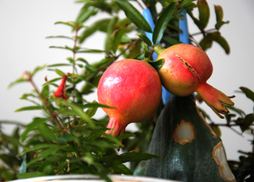 盆栽石榴树施肥时间和方法