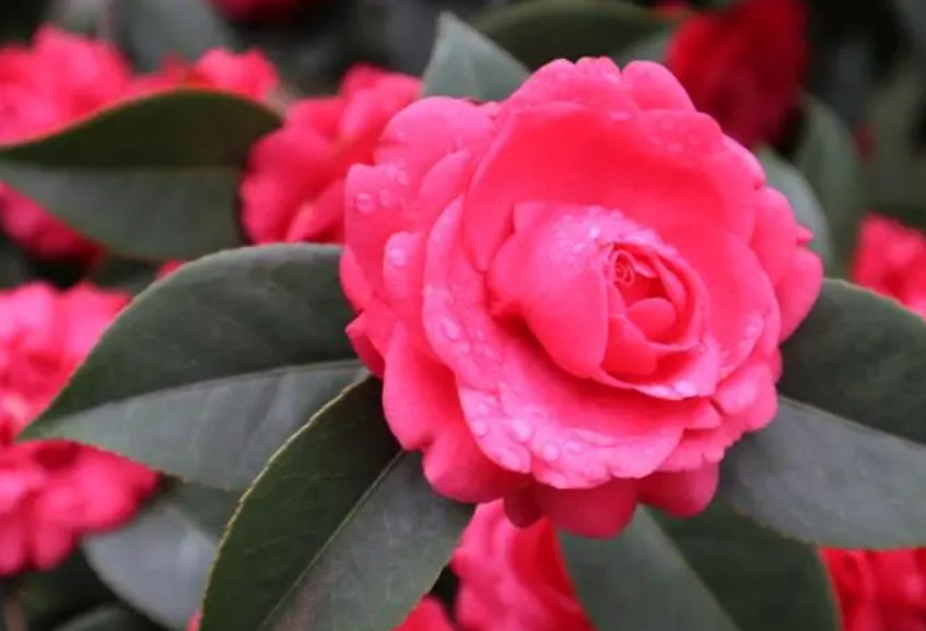 山茶花什么时候扦插成活率高