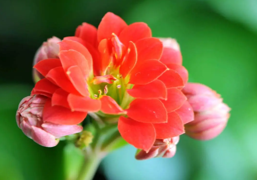 长寿花花期过后怎么打理