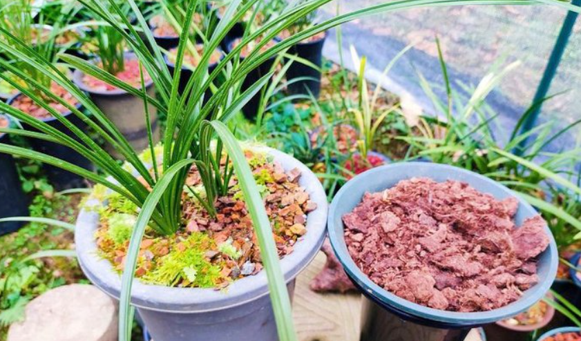 泥炭土做兰花铺面好吗