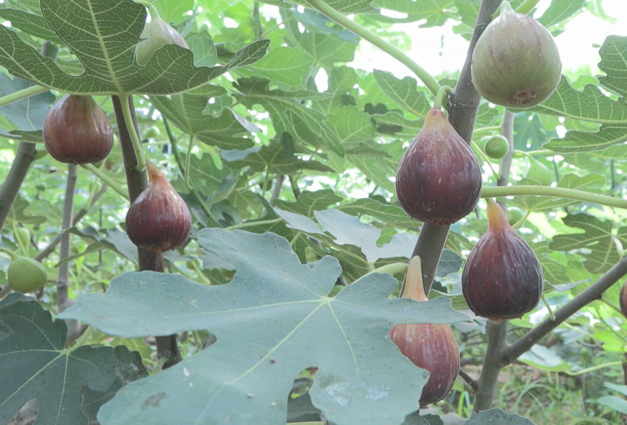 大棚无花果亩产量一般多少斤