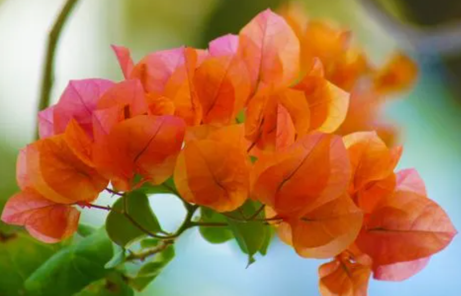 三角梅在开花期间施什么肥