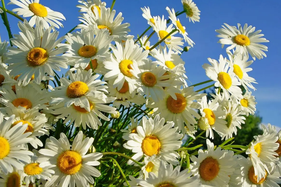 家里啥花好养不容易死