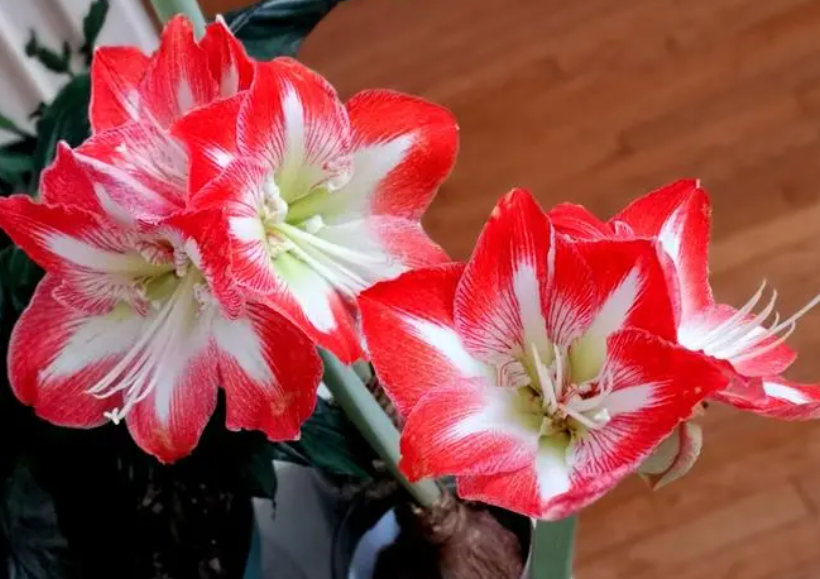 朱顶红几月份开花花期多长时间