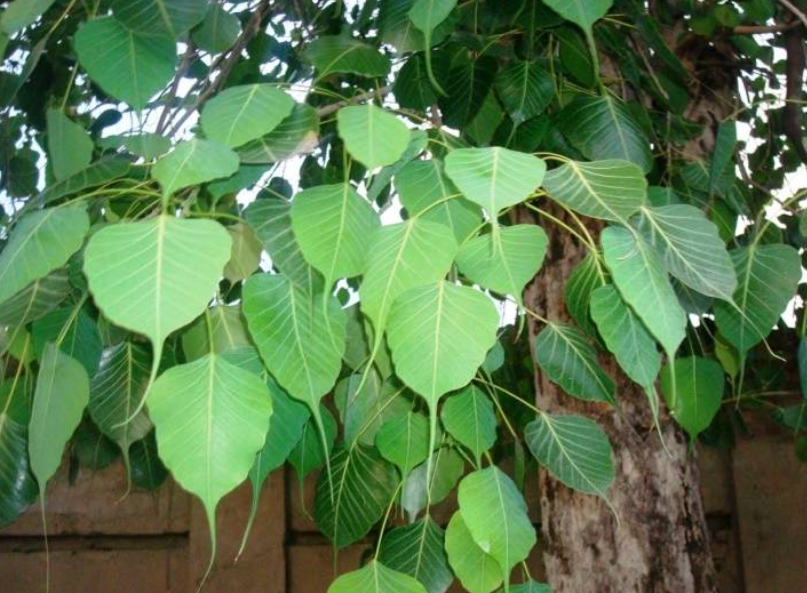 菩提树在河南生长吗